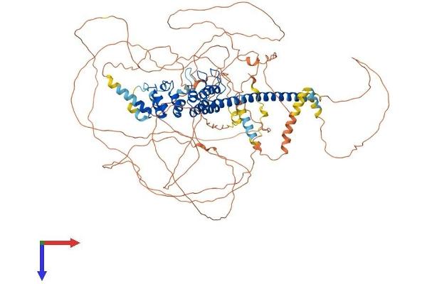 SNCAIP Protein (AA 1-962) (His tag)