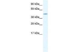 WB Suggested Anti-CREB3L1 Antibody Titration:  1. (CREB3L1 Antikörper  (N-Term))