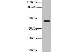 Western blot All lanes: Ren2 antibody at 2 μg/mL + MCF-7 whole cell lysate Secondary Goat polyclonal to rabbit IgG at 1/10000 dilution Predicted band size: 45 kDa Observed band size: 45 kDa (Renin-2 Antikörper  (AA 64-351))