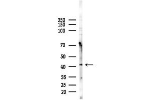 anti-Transmembrane Protein, Adipocyte Asscociated 1 (TPRA1) (Internal Region) antibody