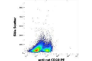 Flow cytometry surface staining pattern of rat splenocytes stained using anti-rat CD28 (JJ319) PE antibody (concentration in sample 0,56 μg/mL). (CD28 Antikörper  (PE))