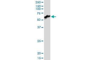 PRUNE MaxPab polyclonal antibody. (PRUNE Antikörper  (AA 1-453))