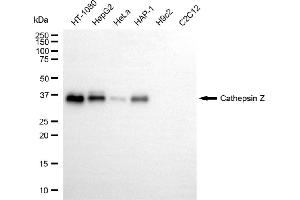 Western blotting analysis using cathepsin Z antibody (ABIN7797942). (Rekombinanter Cathepsin Z Antikörper)