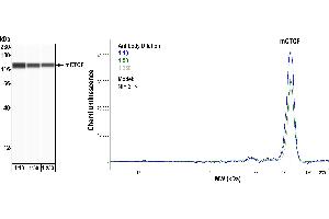Western Blotting (WB) image for anti-CCCTC-Binding Factor (Zinc Finger Protein) (CTCF) (AA 650-700) antibody (ABIN7453967) (Rekombinanter CTCF Antikörper  (AA 650-700))