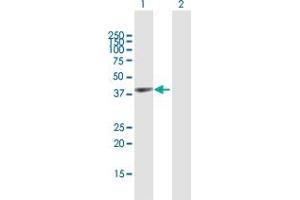 Western Blot analysis of GYG1 expression in transfected 293T cell line by GYG1 MaxPab polyclonal antibody. (Glycogenin 1 Antikörper  (AA 1-333))