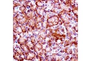 RIPK3 antibody immunohistochemistry analysis in formalin fixed and paraffin embedded human pancreas tissue. (RIPK3 Antikörper  (AA 480-509))