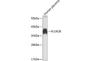 Western blot analysis of extracts of human placenta, using FCGR2B antibody  at 1:1000 dilution. (FCGR2B Antikörper  (AA 241-310))