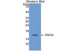 Western Blotting (WB) image for anti-Calcitonin-Related Polypeptide alpha (CALCA) (AA 1-134) antibody (ABIN1858390)