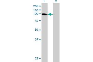 Western Blot analysis of USP13 expression in transfected 293T cell line by USP13 MaxPab polyclonal antibody. (USP13 Antikörper  (AA 1-863))