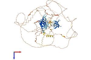 IB2 Protein (AA 1-830) (His tag)