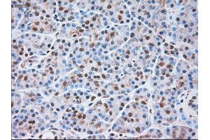 Immunohistochemical staining of paraffin-embedded liver tissue using anti-SIGLEC9mouse monoclonal antibody. (SIGLEC9 Antikörper)