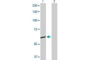 Western Blot analysis of GK2 expression in transfected 293T cell line by GK2 MaxPab polyclonal antibody. (GK2 Antikörper  (AA 1-553))