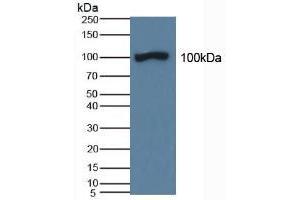 Figure. (DAO Antikörper  (AA 347-466))