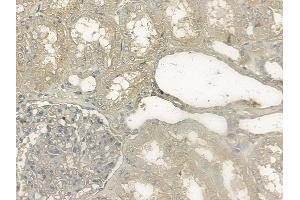 ABIN6256483 and ABIN6267150 at 1/100 staining human normal kidney tissue by IHC-P. (NCF4 Antikörper  (pThr154))