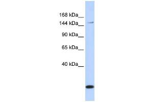 Western Blotting (WB) image for anti-ATP-Binding Cassette, Sub-Family C (CFTR/MRP), Member 3 (ABCC3) antibody (ABIN2458766) (ABCC3 Antikörper)
