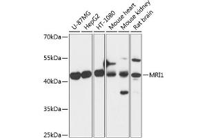 Western blot analysis of extracts of various cell lines, using MRI1 antibody  at 1:3000 dilution. (MRI1 Antikörper  (AA 1-369))