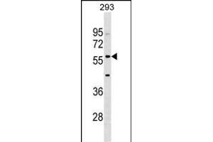 IFIT2 Antibody (Center) (ABIN1538286 and ABIN2848747) western blot analysis in 293 cell line lysates (35 μg/lane). (IFIT2 Antikörper  (AA 307-335))