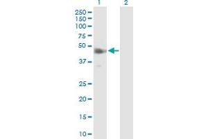 Western Blot analysis of IRF9 expression in transfected 293T cell line by IRF9 MaxPab polyclonal antibody. (IRF9 Antikörper  (AA 1-393))