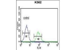 CHEK2 Antibody (N-term) (ABIN1881196 and ABIN2840120) flow cytometric analysis of K562 cells (right histogram) compared to a negative control cell (left histogram). (CHEK2 Antikörper  (N-Term))