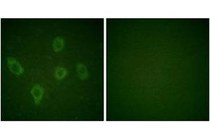 Immunofluorescence (IF) image for anti-Caspase 9, Apoptosis-Related Cysteine Peptidase (CASP9) (AA 91-140) antibody (ABIN2888591) (Caspase 9 Antikörper  (AA 91-140))