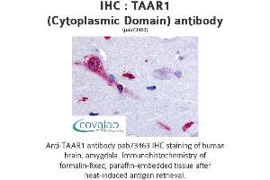Image no. 1 for anti-Trace Amine Associated Receptor 1 (TAAR1) (3rd Cytoplasmic Domain) antibody (ABIN1739853) (TAAR1 Antikörper  (3rd Cytoplasmic Domain))