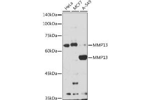 Western blot analysis of extracts of various cell lines, using MMP13 antibody (ABIN7268418) at 1:1000 dilution. (MMP13 Antikörper  (AA 262-471))