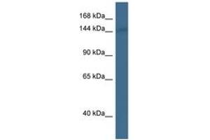 Image no. 1 for anti-Abelson Helper Integration Site 1 (AHI1) (AA 671-720) antibody (ABIN6746483) (AHI1 Antikörper  (AA 671-720))