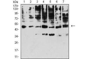 Western blot analysis using KIR3DL1 mouse mAb against A431 (1), Raji (2), SPC-A-1 (3), K562 (4), HEK293 (5), U937 (6), and C6 (7) cell lysate. (KIR3DL1 Antikörper  (AA 22-340))