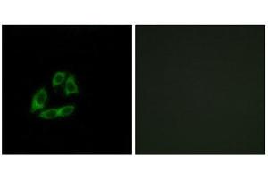 Immunofluorescence (IF) image for anti-ADP-Ribosylation Factor Interacting Protein 1 (ARFIP1) (C-Term) antibody (ABIN1850795) (ARFIP1 Antikörper  (C-Term))