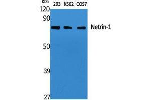 Western Blot (WB) analysis of specific cells using Netrin-1 Polyclonal Antibody. (Netrin 1 Antikörper  (C-Term))