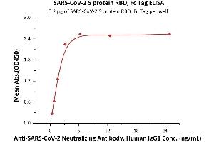 Immobilized SARS-CoV-2 S protein RBD, Fc Tag (ABIN6952455,ABIN6952462) at 2 μg/mL (100 μL/well) can bind A-CoV-2 Neutralizing Antibody, Human IgG1 (SAD-S35) with a linear range of 0. (SARS-CoV-2 Spike S1 Protein (RBD) (Fc Tag))