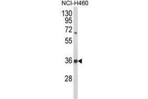 Western blot analysis of TAZ Antibody (N-term) in NCI-H460 cell line lysates (35ug/lane). (TAZ Antikörper  (N-Term))