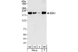 Western Blotting (WB) image for anti-Early Endosome Antigen 1 (EEA1) (AA 100-150) antibody (ABIN7454791)