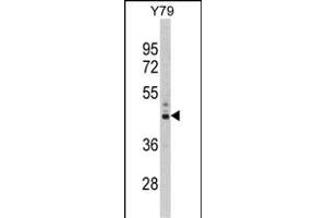 Western blot analysis of PSMD13 Antibody (C-term) (ABIN389455 and ABIN2839521) in Y79 cell line lysates (35 μg/lane). (PSMD13 Antikörper  (C-Term))