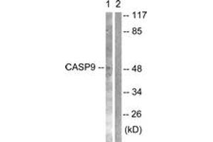 Western blot analysis of extracts from NIH-3T3 cells, treated with TNF-a 20ng/ml 30', using Caspase 9 (Ab-125) Antibody. (Caspase 9 Antikörper  (AA 91-140))