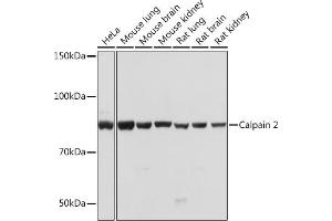 Western blot analysis of extracts of various cell lines, using Calpain 2 Rabbit mAb (ABIN1682430, ABIN3018487, ABIN3018488 and ABIN7101618) at 1:1000 dilution. (Calpain 2 Antikörper)