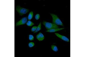 IF analysis of THEM4 using anti-THEM4 antibody (ABIN7599140). (THEM4 Antikörper  (AA 1-240))