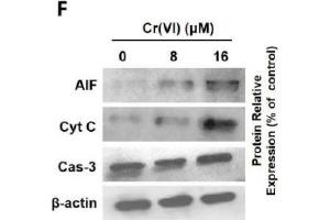 Cr(VI) induced mitochondrial-related cytotoxicity. (Caspase 3 Antikörper)