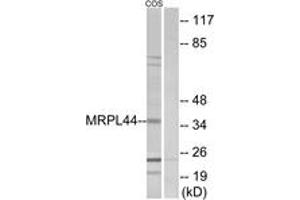 Western Blotting (WB) image for anti-Mitochondrial Ribosomal Protein L44 (MRPL44) (AA 221-270) antibody (ABIN6766501) (MRPL44 Antikörper  (AA 221-270))