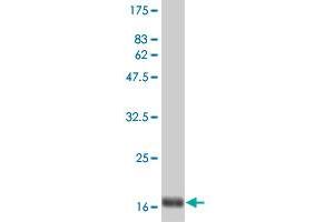 Western Blot detection against Immunogen (19. (IFNA2 Antikörper  (AA 24-188))