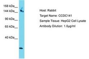 Image no. 1 for anti-Coiled-Coil Domain Containing 141 (CCDC141) (AA 639-688) antibody (ABIN6750788) (CCDC141 Antikörper  (AA 639-688))