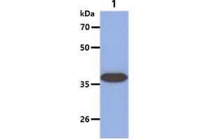 The SW480 Cell lysate (40ug) were resolved by SDS-PAGE, transferred to PVDF membrane and probed with anti-human ARG2 antibody (1:1000).