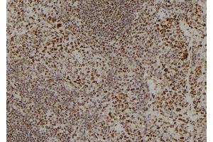 ABIN6278790 at 1/100 staining Mouse spleen tissue by IHC-P. (APOBEC3C Antikörper)