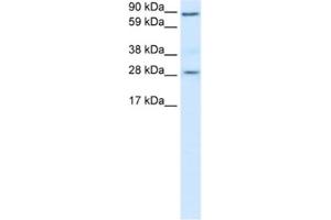 Western Blotting (WB) image for anti-B-Cell CLL/lymphoma 2 (BCL2) antibody (ABIN2463648) (Bcl-2 Antikörper)