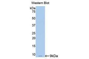 Western Blotting (WB) image for anti-Resistin (RETN) (AA 45-114) antibody (ABIN1860435) (Resistin Antikörper  (AA 45-114))