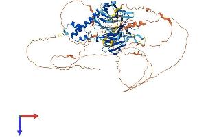 FBXO42 Protein (AA 1-717) (His tag)