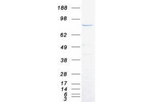 SPG20 Protein (Transcript Variant 1) (Myc-DYKDDDDK Tag)