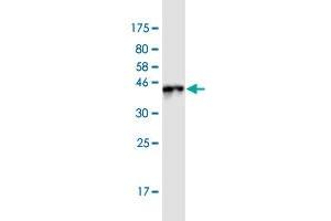 Western Blotting (WB) image for anti-Basic Transcription Factor 3-Like 4 (BTF3L4) (AA 1-158) antibody (ABIN1327218)