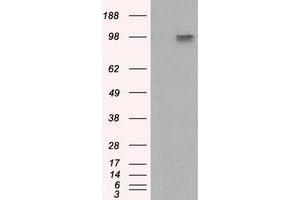 Image no. 6 for anti-Amyloid beta (A4) Precursor Protein (APP) antibody (ABIN1496877) (APP Antikörper)