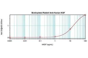 Image no. 1 for anti-Fibroblast Growth Factor 7 (FGF7) antibody (Biotin) (ABIN464856) (FGF7 Antikörper  (Biotin))